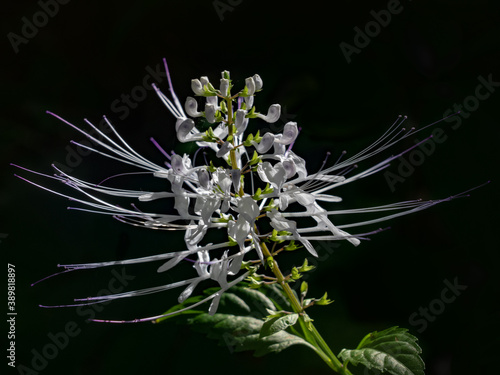 Cat's whiskers plant or orthosiphon aristatus flower also known as java tea on dark background photo