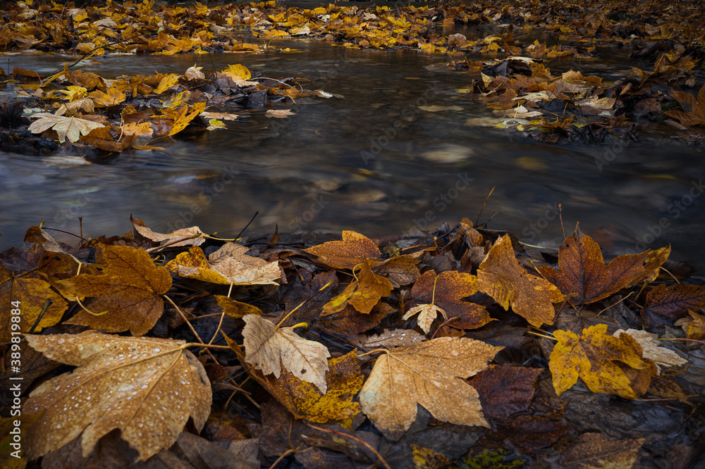 Die letzten Herbsttage, weggetragene Blätter im Bach