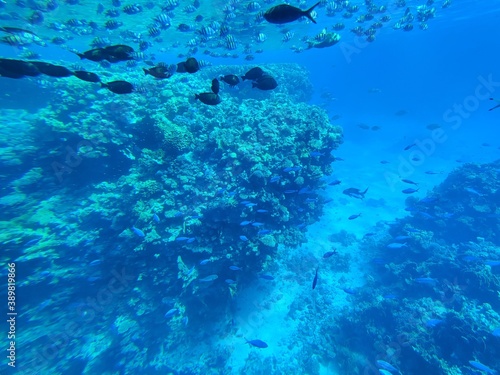 Fototapeta Naklejka Na Ścianę i Meble -  Corals at the bottom of the sea