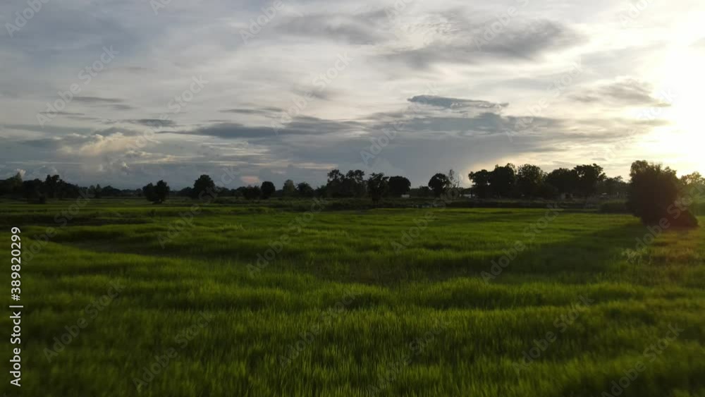 Panorama view landscape, Flight over the Green rice field. Aerial drone shot.
