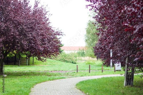 Park, trees with purple leaves, in summer