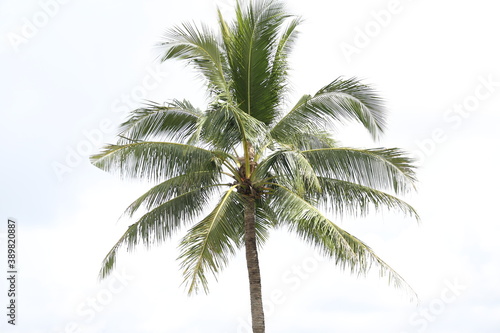 A huge coconut tree against a white backdrop