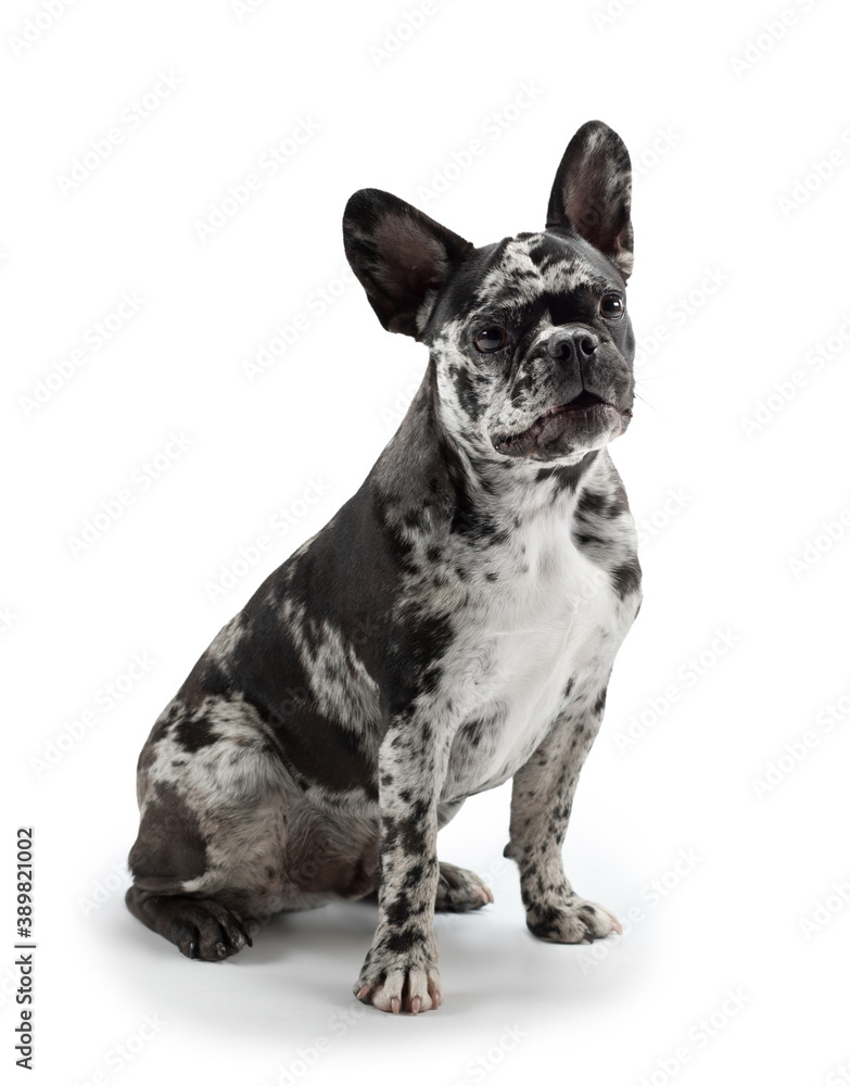 charming dog on a white background. French Bulldog of rare marble color. Pet in the studio charming dog on a white background. French Bulldog of rare marble color. Pet in the studio