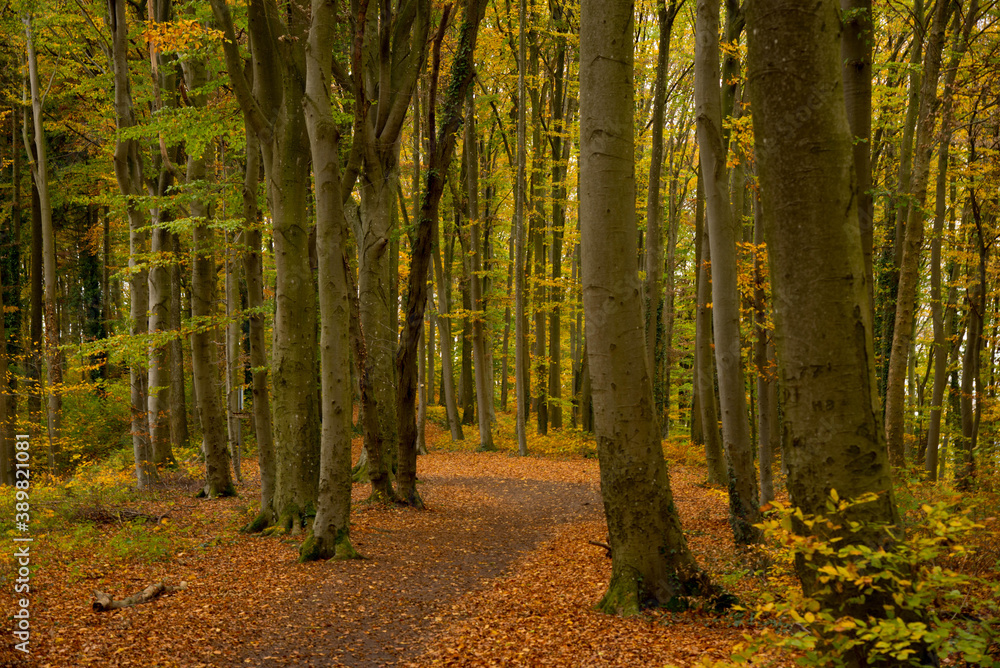 Herbstlicher Wald im Kaiserstuhl Herbstlicher Wald im Kaiserstuhl
