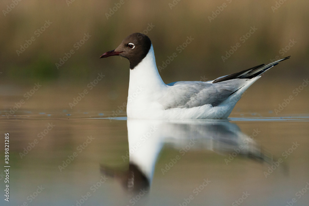 Kokmeeuw, Common Black-headed Gull, Croicocephalus ridibundus Kokmeeuw, Common Black-headed Gull, Croicocephalus ridibundus