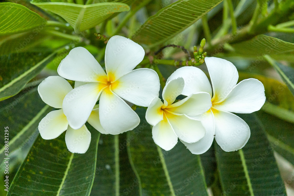 White plumeria in Thailand White plumeria in Thailand