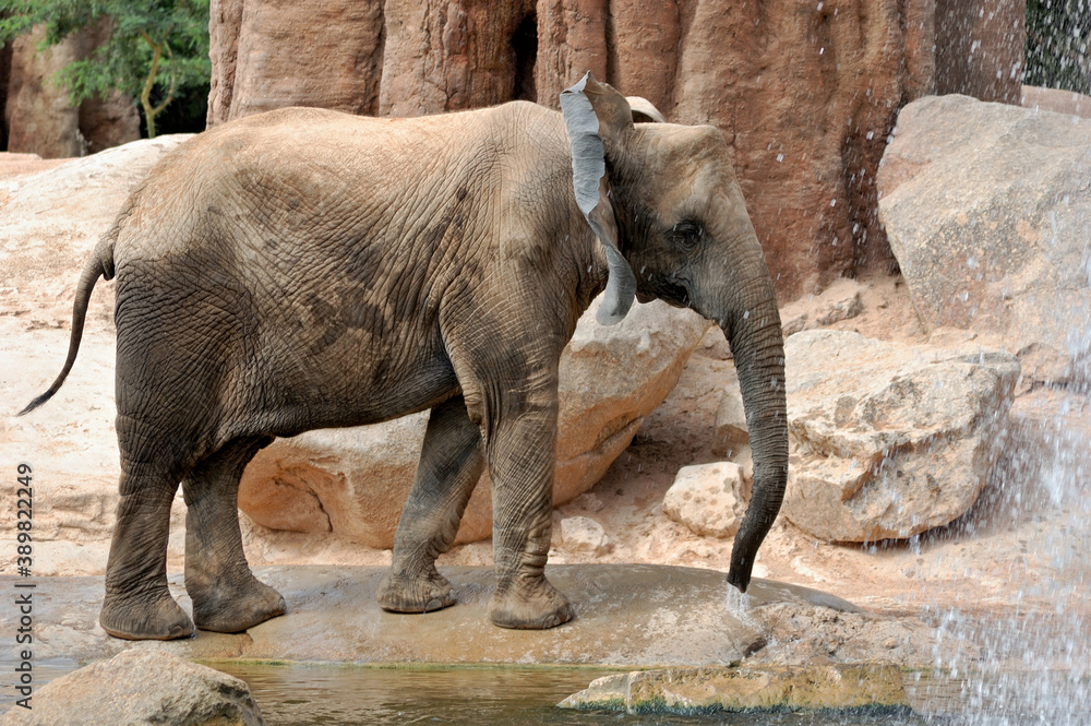 Fototapeta premium African Elephant in a natural environment