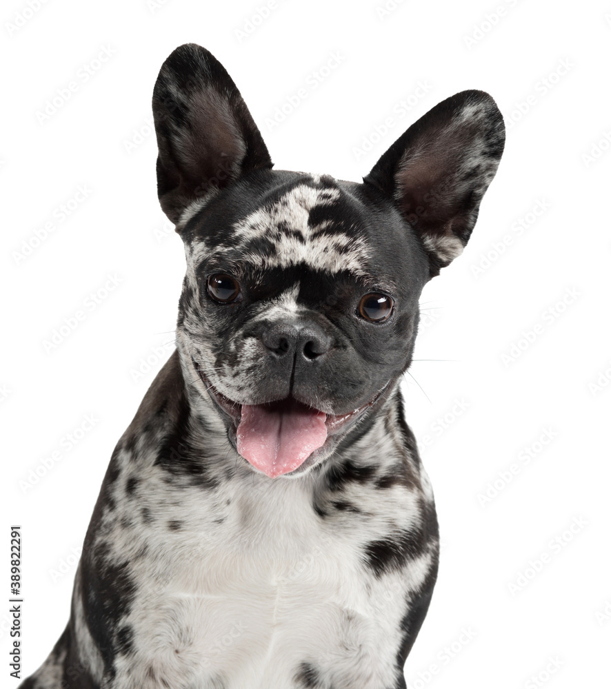 charming dog on a white background. French Bulldog of rare marble color. Pet in the studio