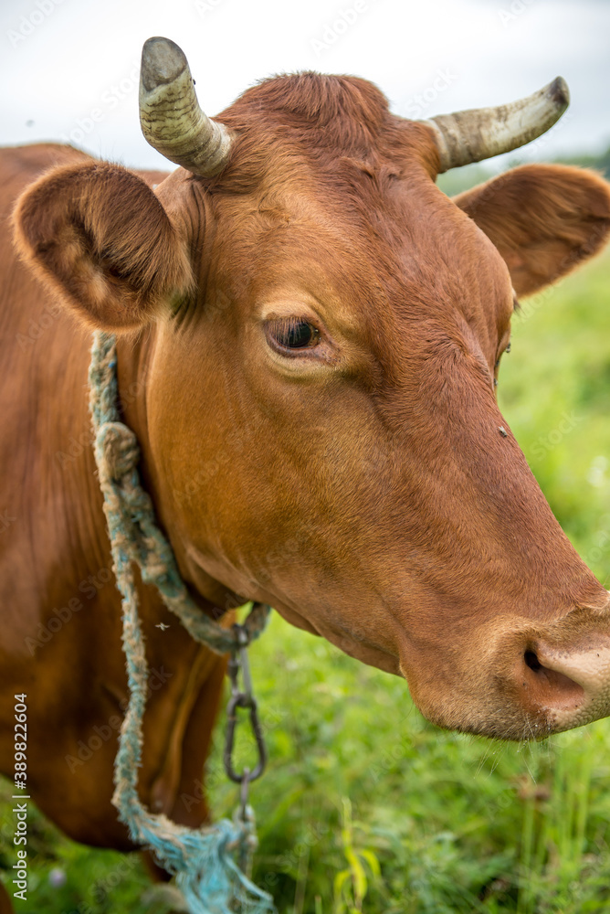 A brown cow eats grass in a meadow in spring. A brown cow eats grass in a meadow in spring.