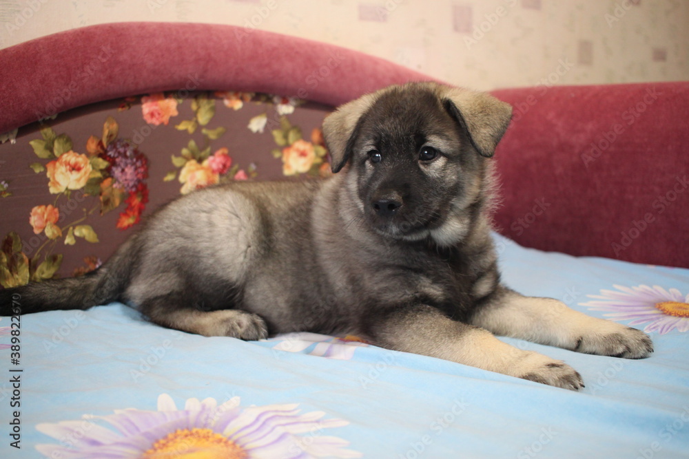 Little three month old gray Norwegian husky puppies.