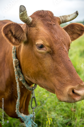 A brown cow eats grass in a meadow in spring.