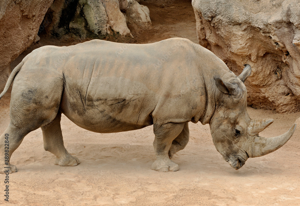 Big black rhinoceros in a natural environment Big black rhinoceros in a natural environment
