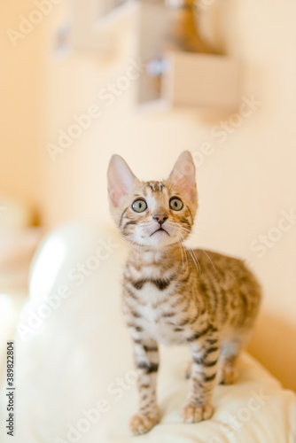 Bengal kittens sitting on the sofa in the house