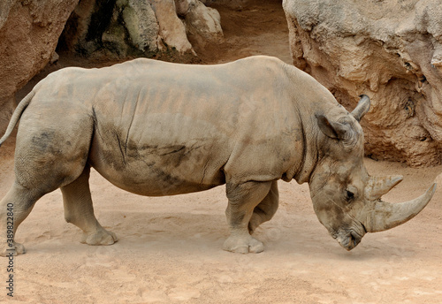 Big black rhinoceros in a natural environment