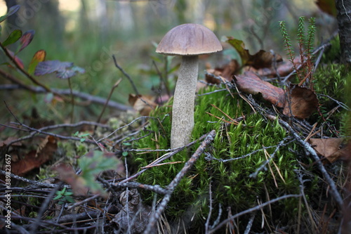 Mushroom growing in the forest on moss.