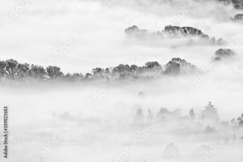 Autumn forest wrapped by mist, black and white landscape