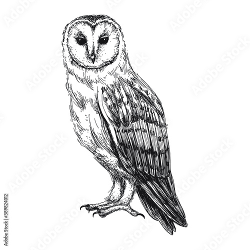 Barn owl sketch isolated on white background. Vintage tyto bird vector illustration. photo