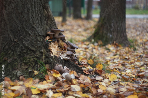 Mushrooms growing on a tree trunk against a background of fallen autumn leaves.