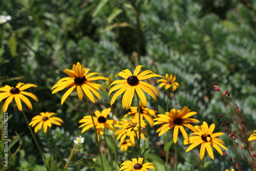 Closeup high angle shot of Black-eyed Susan flower blossom photo