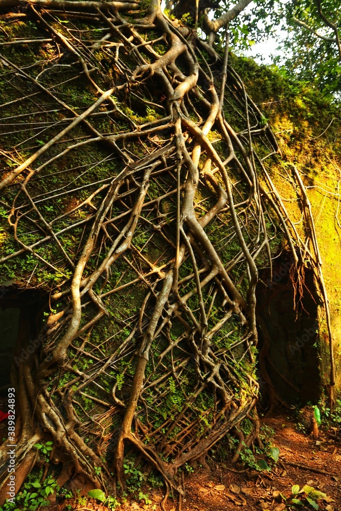 Tree roots grow vertically on the wall of the Ruined Fort. Maharashtra