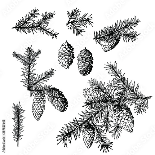 Christmas. Spruce. Branches. Pine. Fir cone. Vector. Set. White background. Isolated.