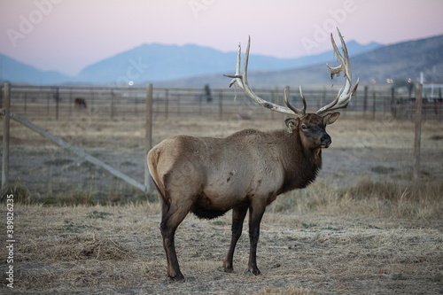 Elk