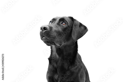 Fototapeta Naklejka Na Ścianę i Meble -  Attentive black labrador dog looking up, side view. Isolated on white background. Obedience concept.