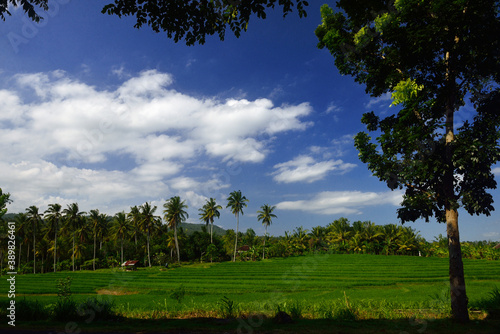 Beautiful rice paddy field in Jatisari  Bali  Indonesia