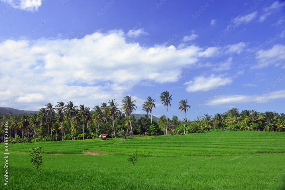 Beautiful rice paddy field in Jatisari, Bali, Indonesia. Beautiful rice paddy field in Jatisari, Bali, Indonesia.