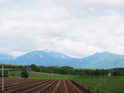 Greeen ecological farmland landscape with fields, mountains and clouds giving crop during harvest in Furano, Hokkaido, northern Japan