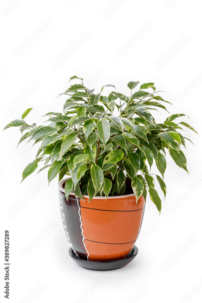 young ficus in pot isolated on white.