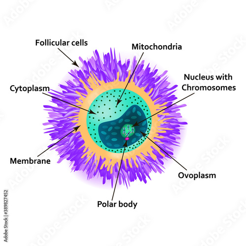 The structure of the egg. Ovum anatomy. Vector illustration on isolated background