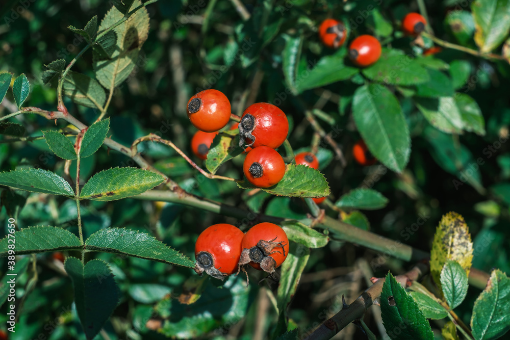 Rote Hagebutten an einem Busch der Heckenrose /  Früchte der Hagebutte (lat. Rosa canina)