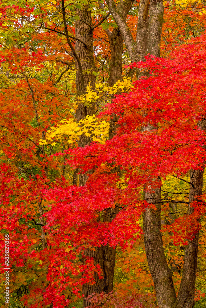 Autumn Japanese maple trees in the forest in Aomori Autumn Japanese maple trees in the forest in Aomori