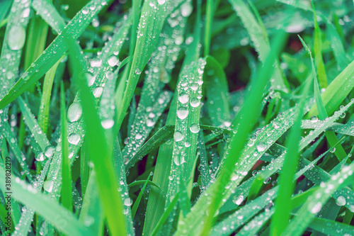 Dew drops on green grass.