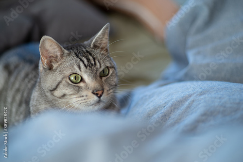 Fototapeta Naklejka Na Ścianę i Meble -  美しい猫　サバトラ猫