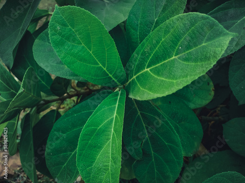 spider on a leaf