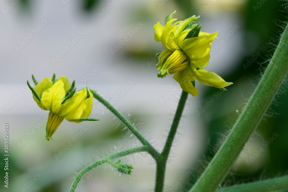Fleurs de tomate