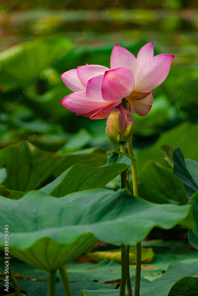 Pink waterlily or lotus flower in the summer pond. Russia. Pink waterlily or lotus flower in the summer pond. Russia.