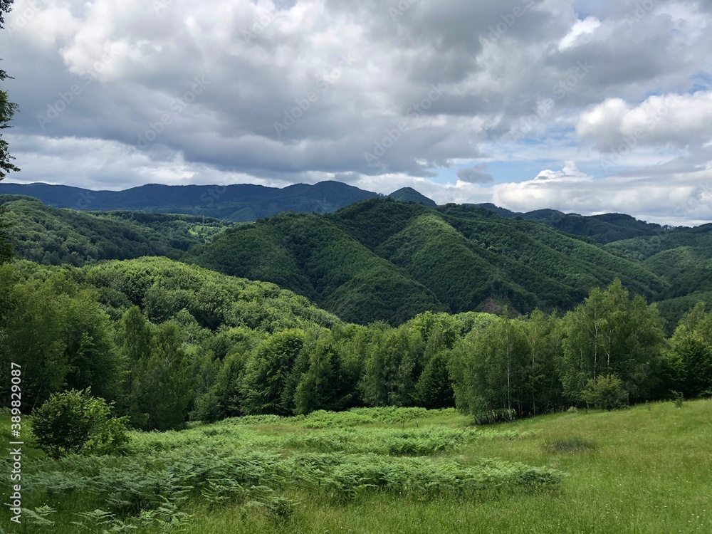 Naklejka premium forest in the mountains