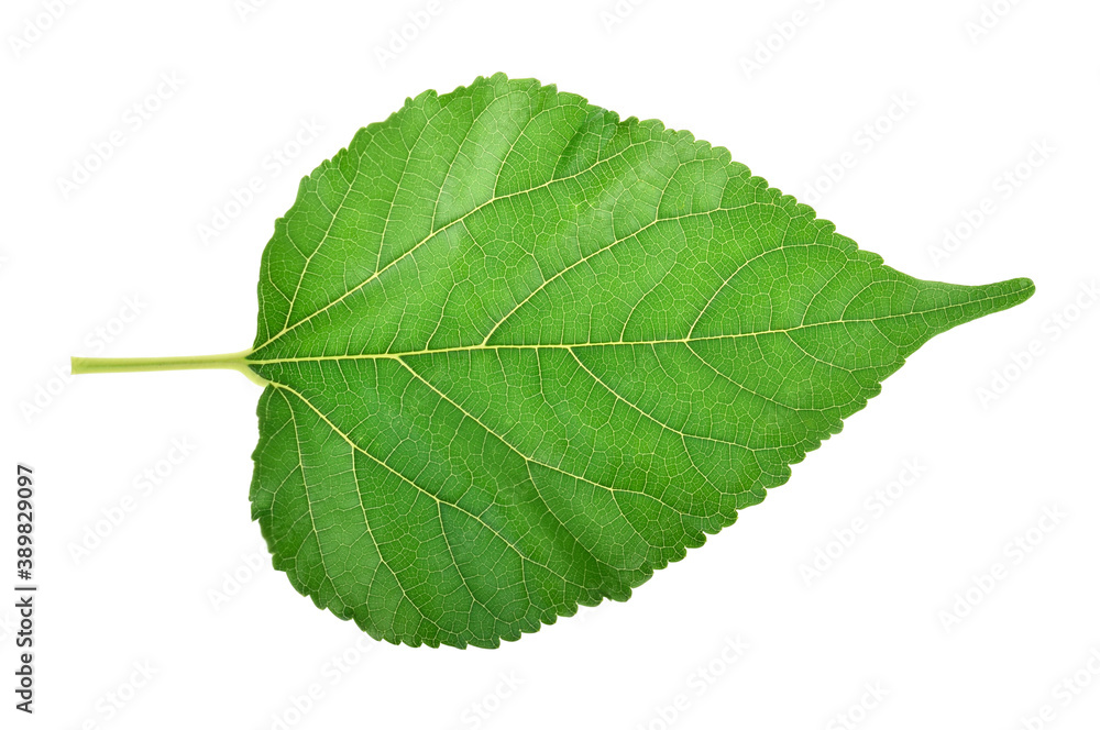 Fototapeta premium Green leaves isolated on white background.