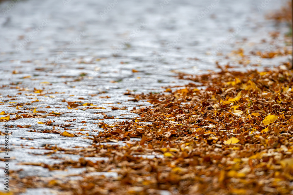 colorful autumn leaves on the stone pavement colorful autumn leaves on the stone pavement
