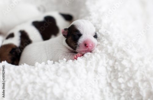 Newborn puppy sleeping © Tatyana Gladskih