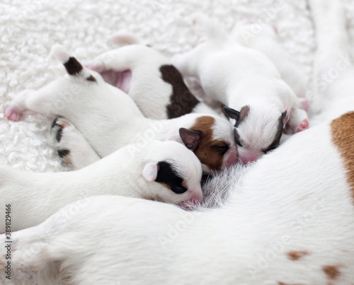 Fototapeta Naklejka Na Ścianę i Meble -  Dog breastfeeding puppies