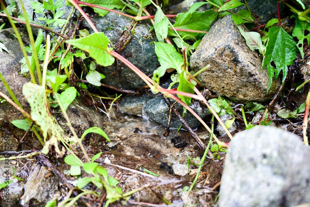 Some plants near the stream in Japan. Some plants near the stream in Japan.