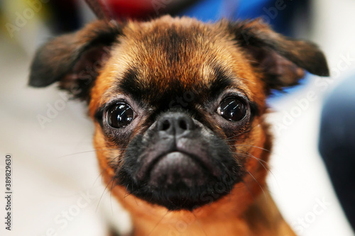 The head of a small dog with big eyes
