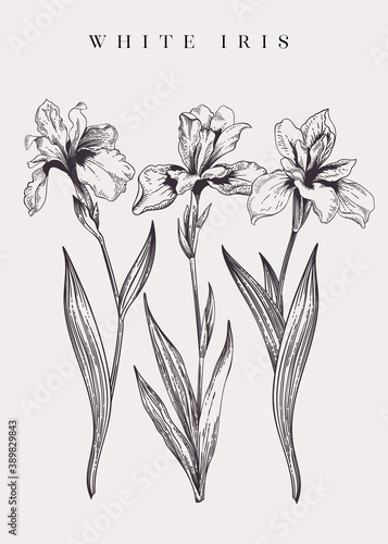 Vintage poster with three irises.