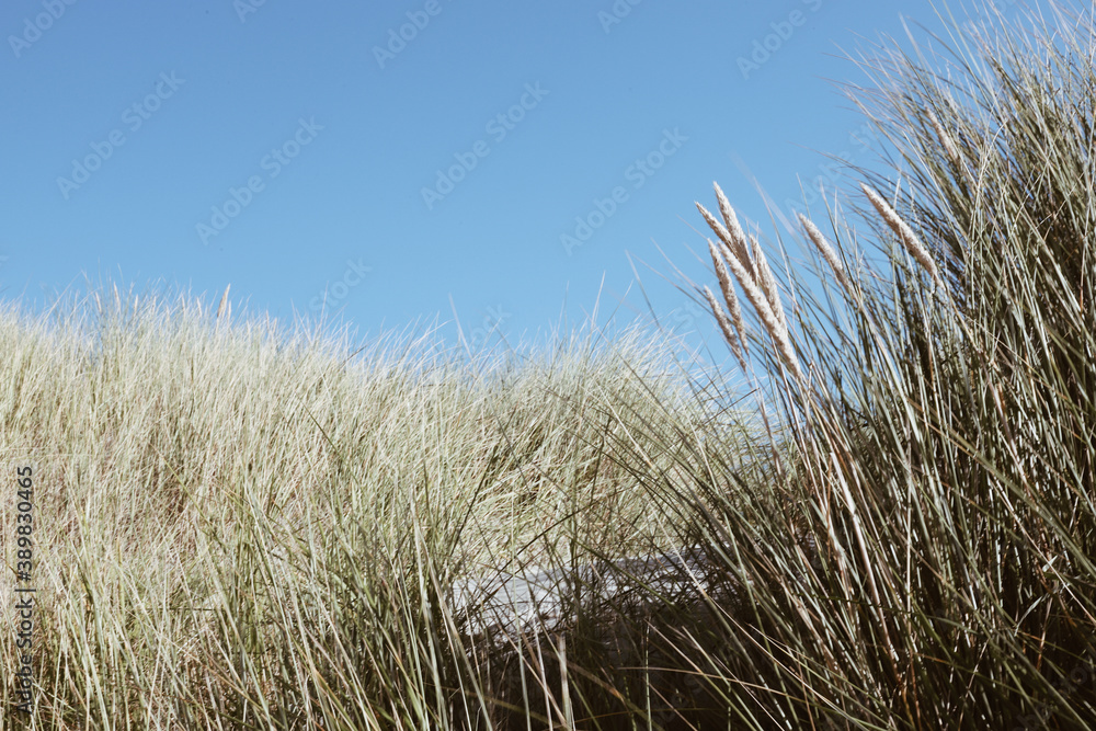 Fototapeta premium grass and sky