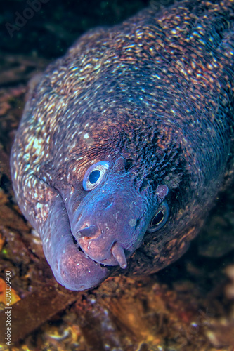 Mediterranean Moray, Muraena helena, Cabo Cope-Puntas del Calnegre Natural Park, Mediterranean Sea, Murcia, Spain, Europe