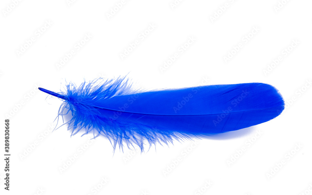 blue feather isolated